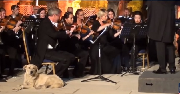 лабрадор на концерте Венского оркестра