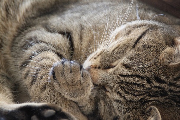 почему кошки любят спать на людях