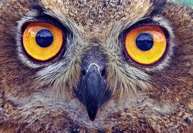 глаза совы